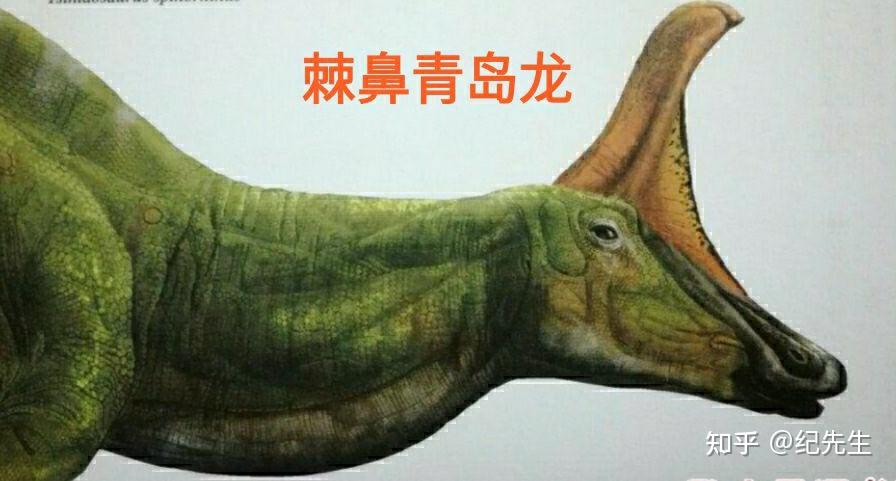 界命名为"青岛龙",由于其鼻上有一个高高的隆起,也叫做"棘鼻青岛龙"
