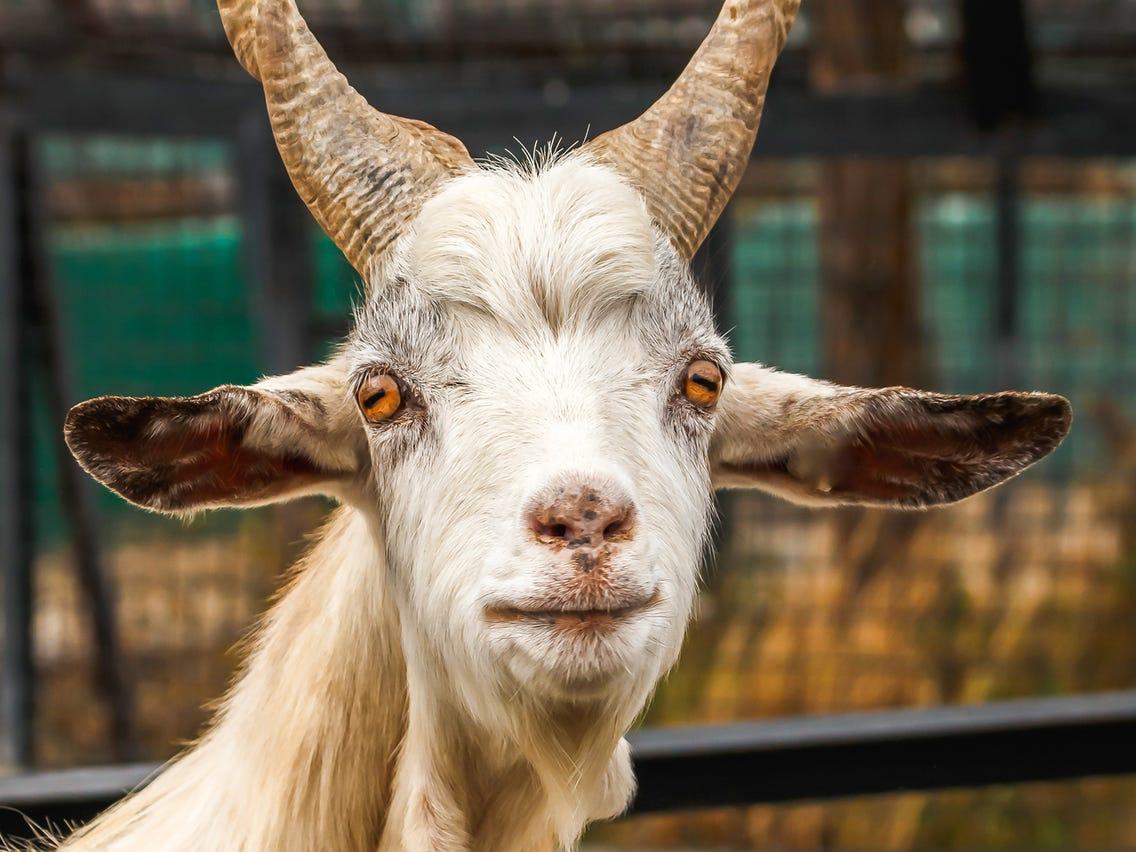 但它们的视野却好的很,山羊拥有近340°的视角,而人类视双眼角通常