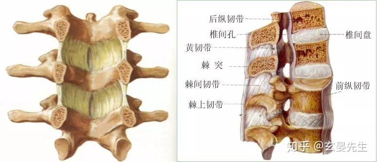 腰椎间盘突出症诊断与治疗,很详细! - 知乎