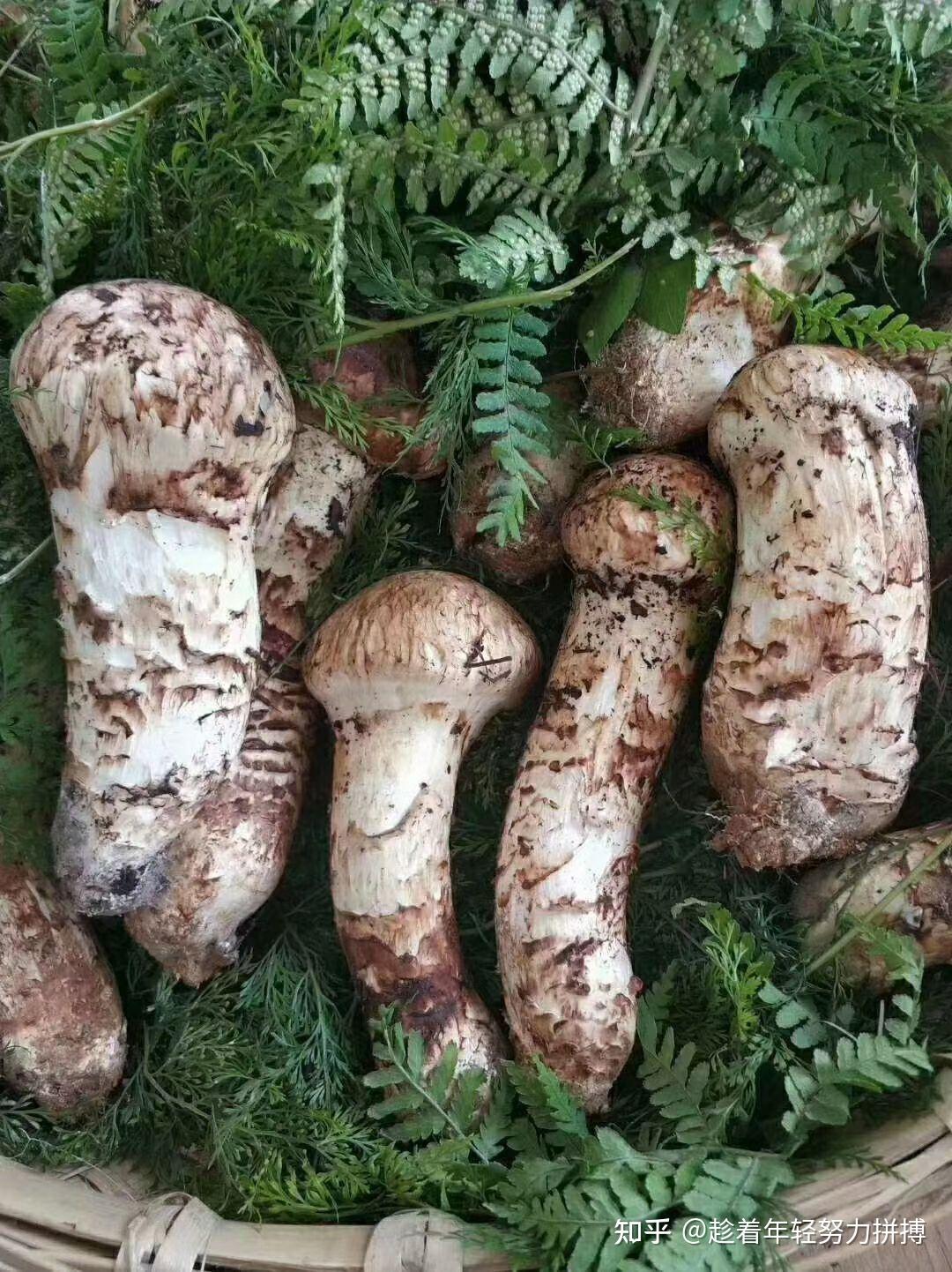 它是至今为止无法用人工培育出来的野生菌，菌中之王松茸 - 知乎