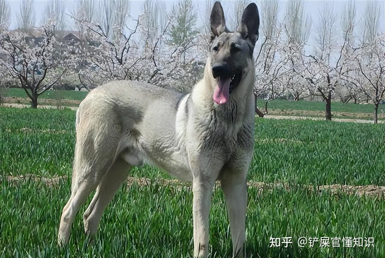为什么那么完美的“狼青犬”没什么人养?这几点很现实! - 知乎