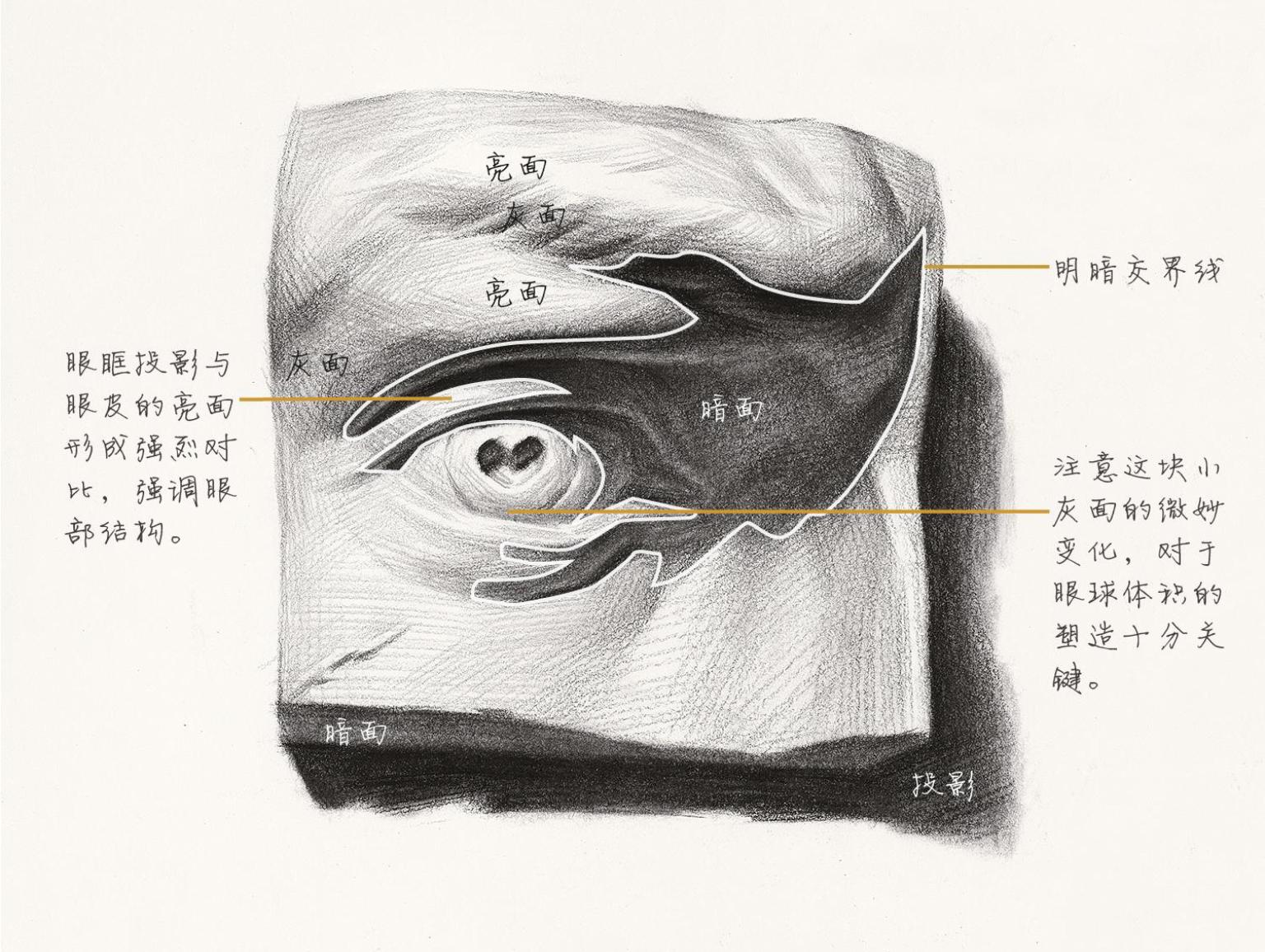 眼睛在面部的位置