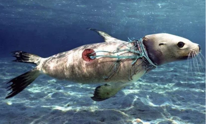 塑料污染究竟有多可怕海龟被塑料活活撑死霍金预言或将成真