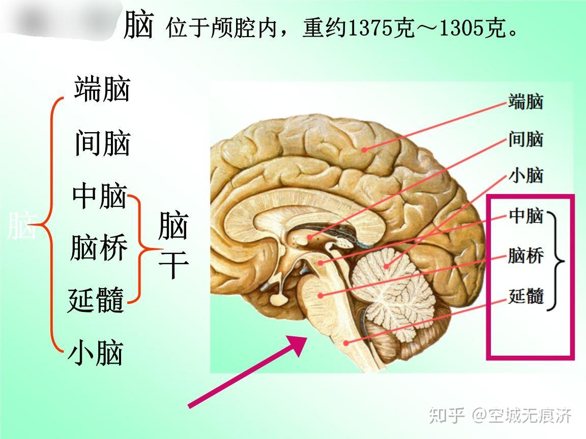 壳核解剖图片