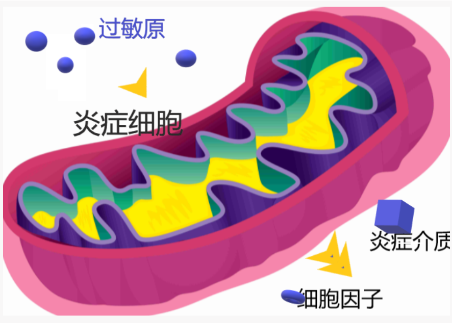 哮喘的發病機制以及症狀