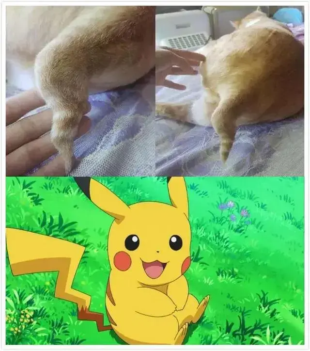 我家猫的尾巴怎么像猪尾巴?兽医:这是万里挑一的麒麟猫!
