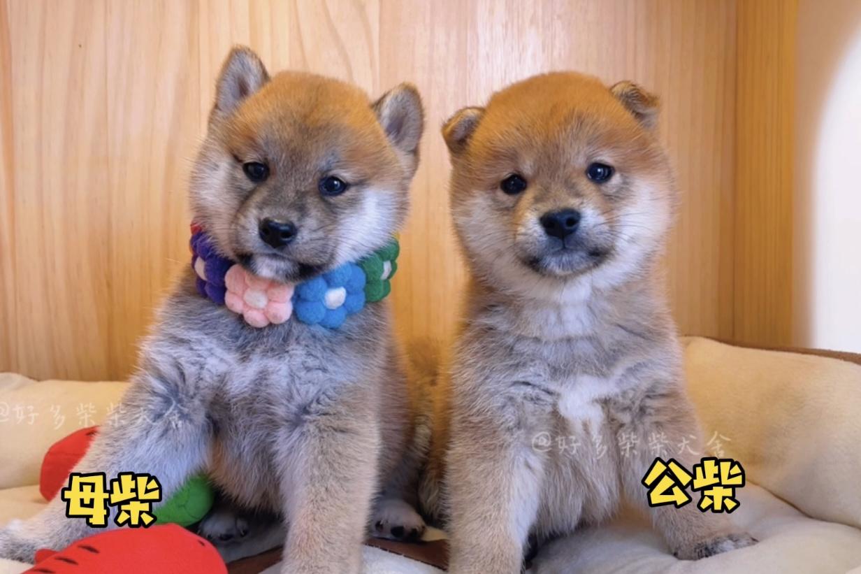 柴犬百科养柴犬到底是公柴好还是母柴好