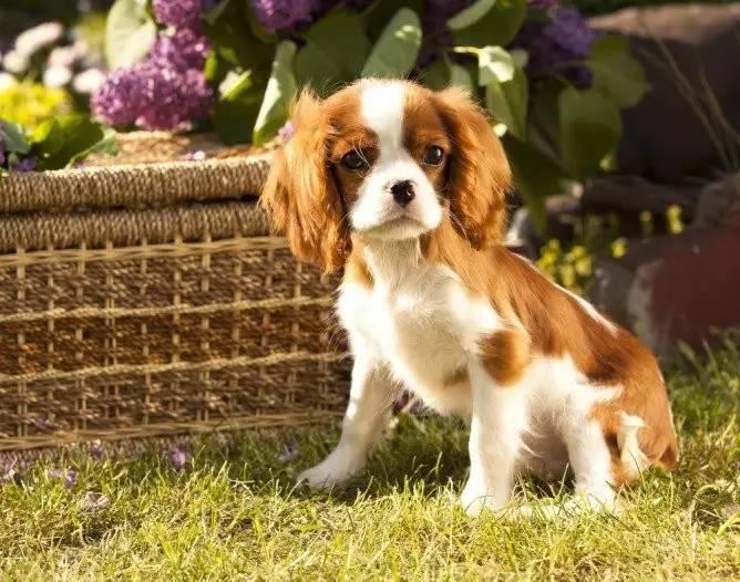 cavalier king charles spaniel,別名:查爾斯王小獵犬,騎士查理王獵犬