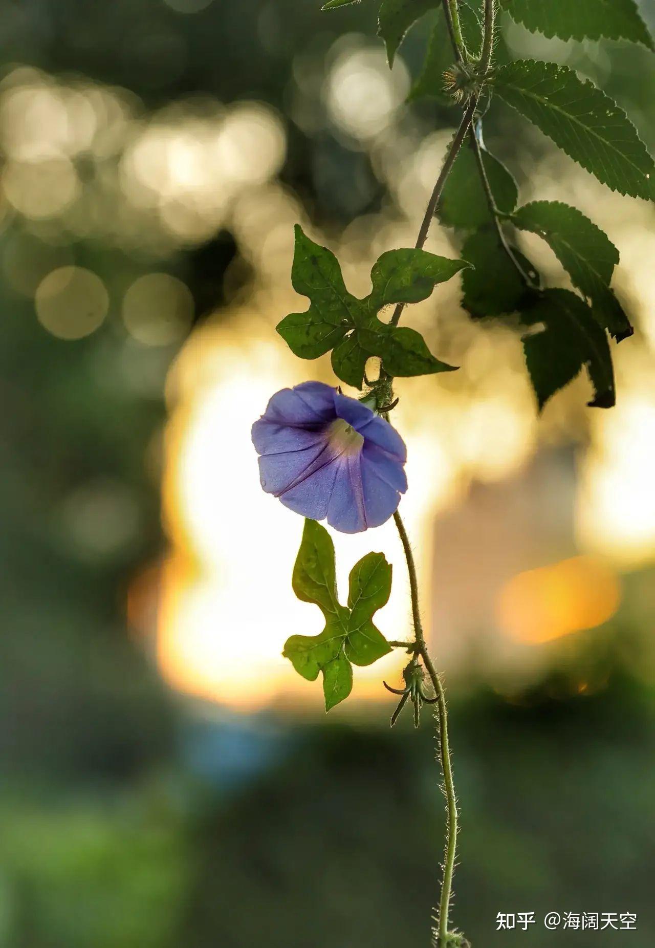在不断的且行且思中,深深感悟着"秋之从容胜芳华"的美好意境