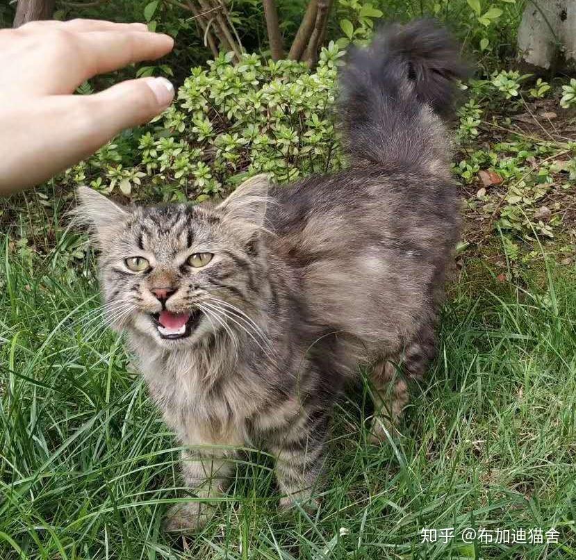 我的繁育故事2流浪猫眼中的上帝