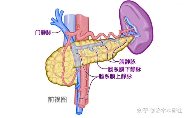 解剖学基础——腹部内脏篇（胰腺和脾脏） - 知乎