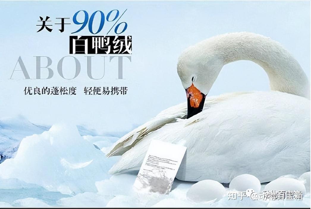 鹅绒是从惨叫声中拔下的?你穿的羽绒服中,是否有虐待动物的真相 - 知乎