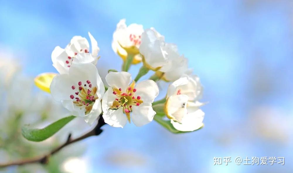 经典英文诗歌:《春》(“Spring ”)(双语) - 知乎