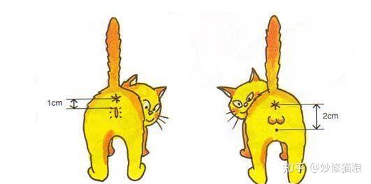 兽医:猫咪这些“性”知识,你要知道 - 知乎