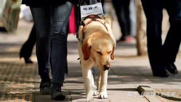 导盲犬坐地铁被骚扰 这个举动引来全网热议 知乎