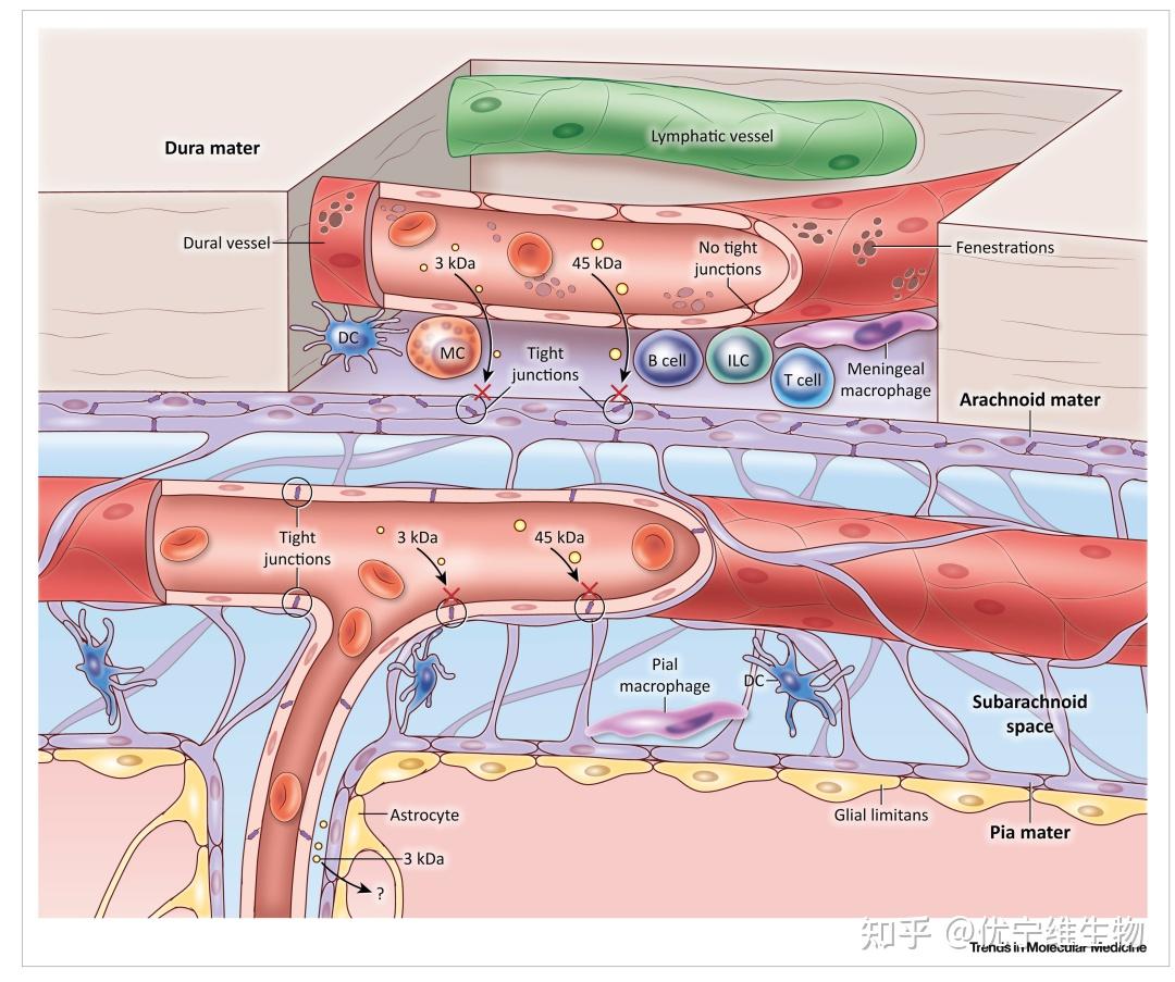 脑膜与神经免疫研究《Nature Immunology》亮点！MAIT细胞通过抵抗氧化损伤保护脑膜屏障完整性和大脑认知功能 - 知乎