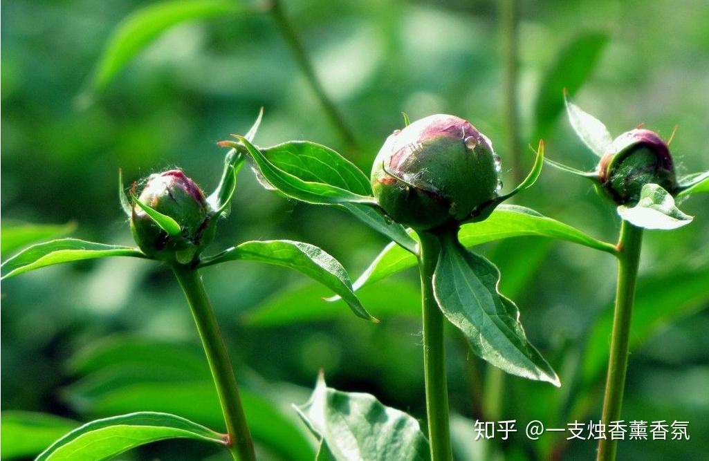 概述:芍藥,別名別離草,花中宰相,有淡淡清香,其根製成中藥具有鎮痙