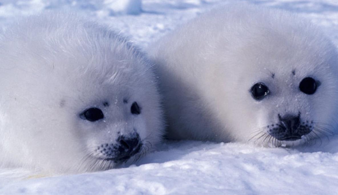 格陵兰海豹生活在哪个国家想收养一只现实吗要多少钱和什么手续啊