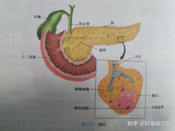 Netter解剖学、内分泌編-