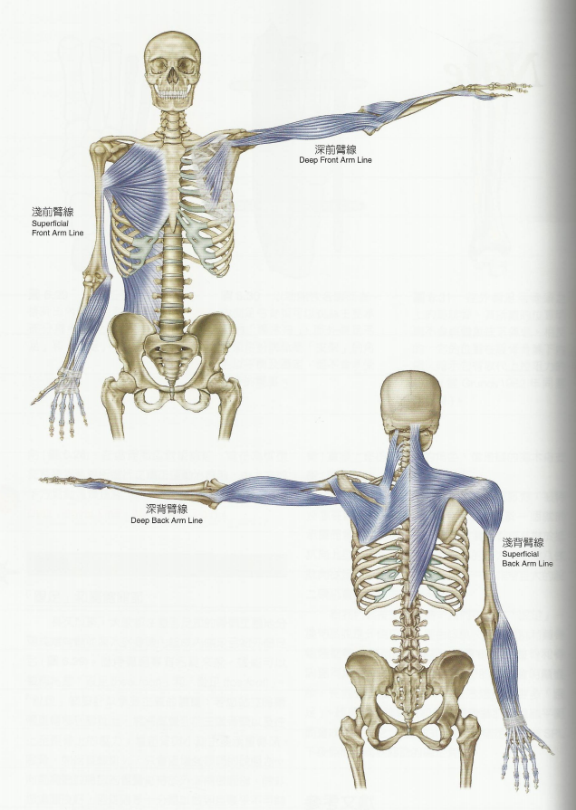 筋膜是包裹全身各部的结缔组织,它覆盖体壁,插入肌群,附着于骨,包绕