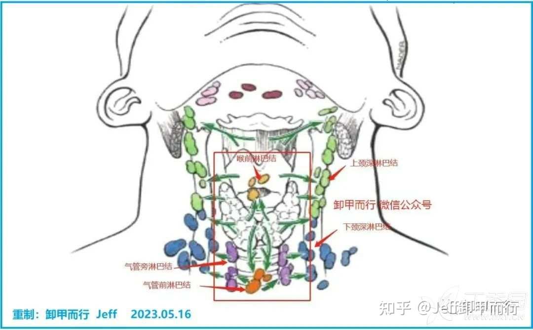 喉前淋巴结图片图片