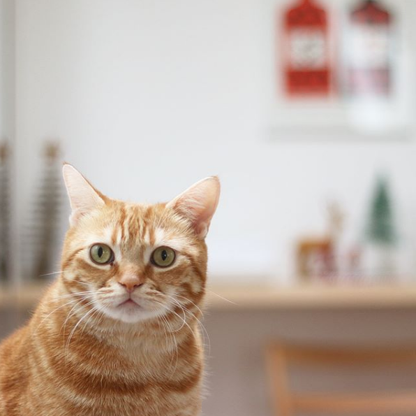 吸猫大会美短橘猫kinaco