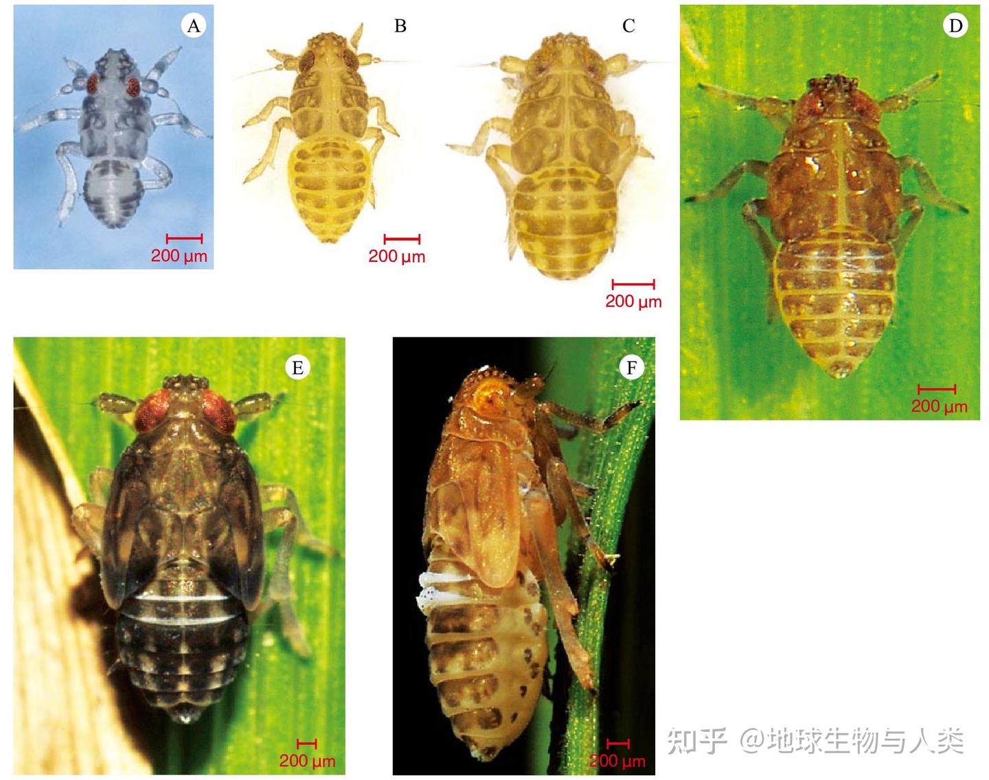 【动物界全系列】稻虱科—飞虱族(十四):褐飞虱 - 知乎