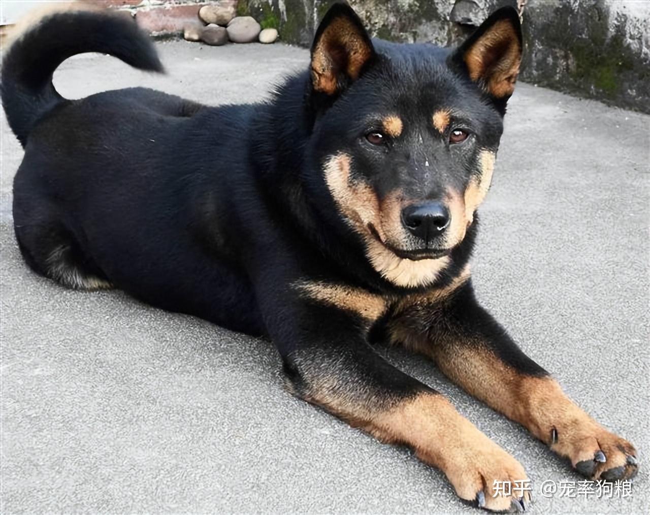 招财以前人们把那些眼睛上方有两点黄毛或白毛的狗狗,称为四眼土狗