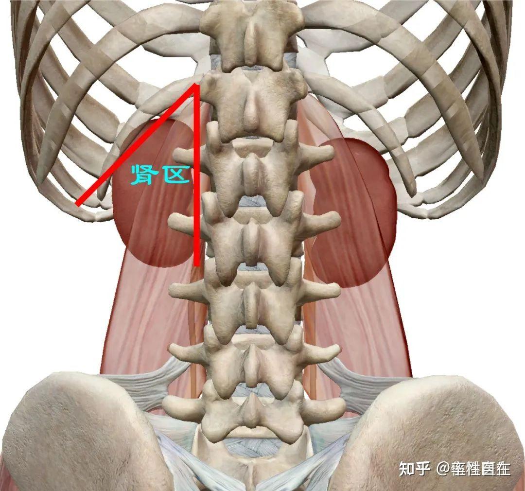 腰部肾区酸疼如何缓解并预防相关疾病