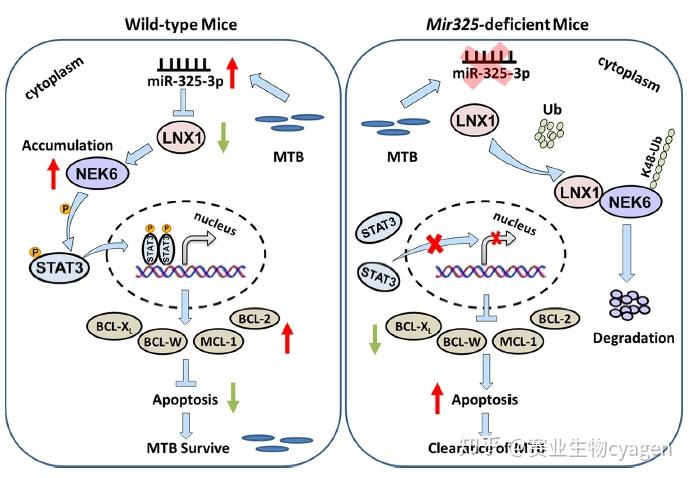 重庆大学吴海波课题组揭示结核分枝杆菌免疫逃逸的新机制