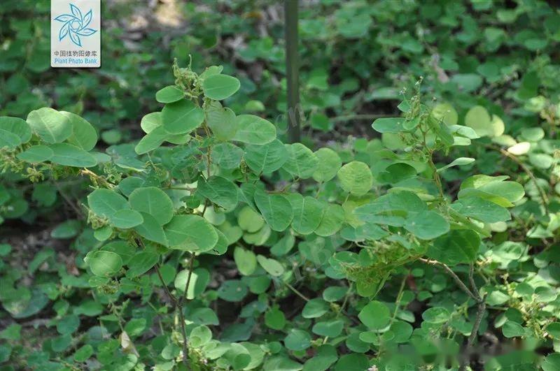 胆结石怎么治疗?多名国医大师都用这位中药! - 知乎