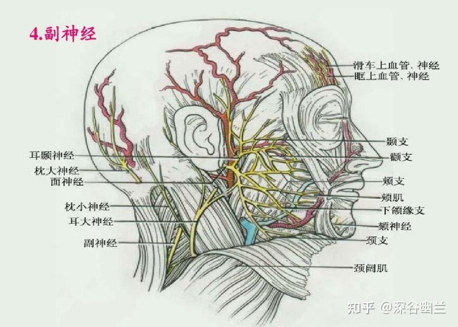 枕大神经定位图片