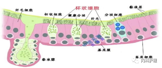 痰液是怎样产生的?如何正确排痰? - 知乎