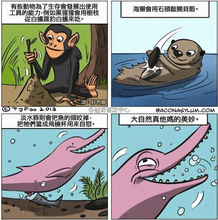 人r海豚图片