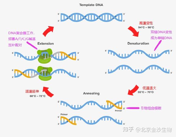 小知识 | PCR扩增那些事(一) - 知乎