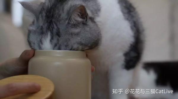猫咪吃虫瘿果和吃猫薄荷 效果会有什么区别 知乎