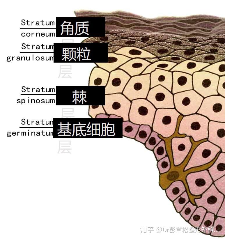 表皮构成 - 知乎