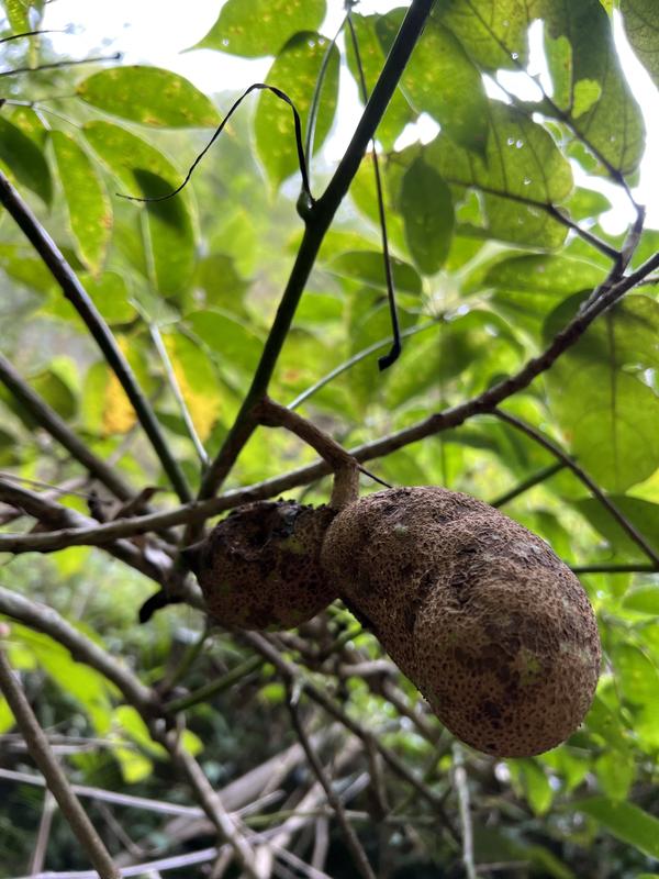 钝药野木瓜,农村纯原野外生长水果,口感淡淡甜香味很入味