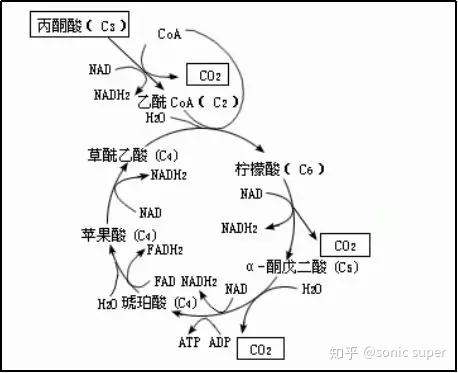 抗糖原理图片