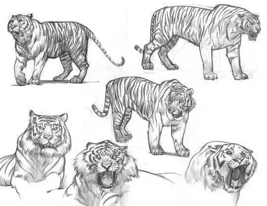 凶猛野兽出没!一组动物板绘线稿分享
