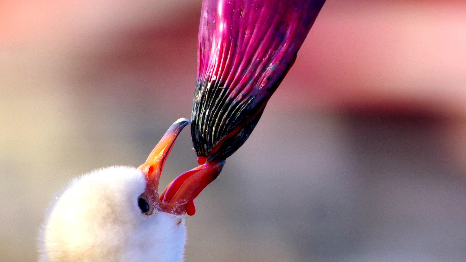肚子笑疼了动物为什么进化得越来越大一张gif让你瞬间秒懂