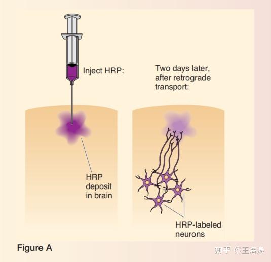 轴突起始的地方称为轴丘axon hillock,它从体细胞逐渐变细,形成轴突