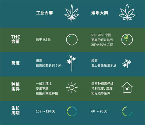 被誉为 纯天然液体黄金 的cbd到底有什么功效 知乎