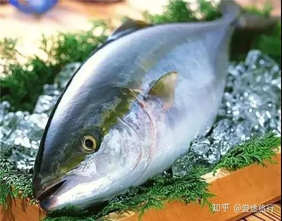 日本料理顶级食材——冰见寒鰤 - 知乎