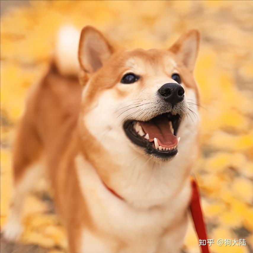 柴犬好养吗?5年亲身经历告诉你! - 知乎