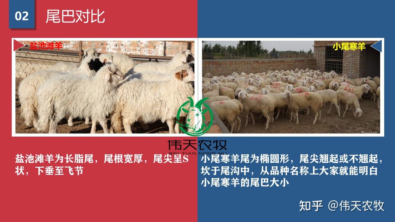 一文读懂,盐池滩羊和小尾寒羊的区别 - 知乎