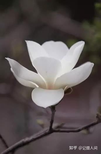 春季北京到哪儿可以观赏玉兰花?您就去这几个地方 - 知乎