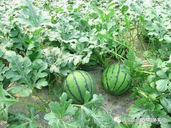 30种常见作物间作套种大汇总! - 知乎