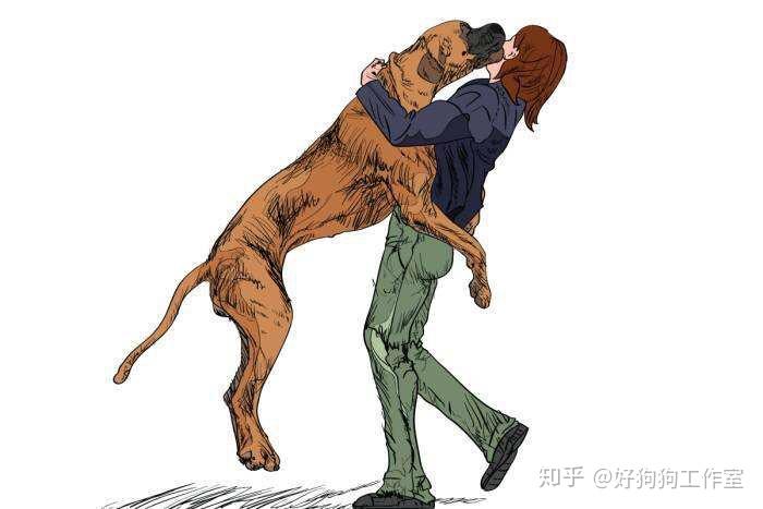 狗为啥喜欢趴人身上 v2-c4f9ac3c291923b59a6d399da5bfd77a_r.jpg