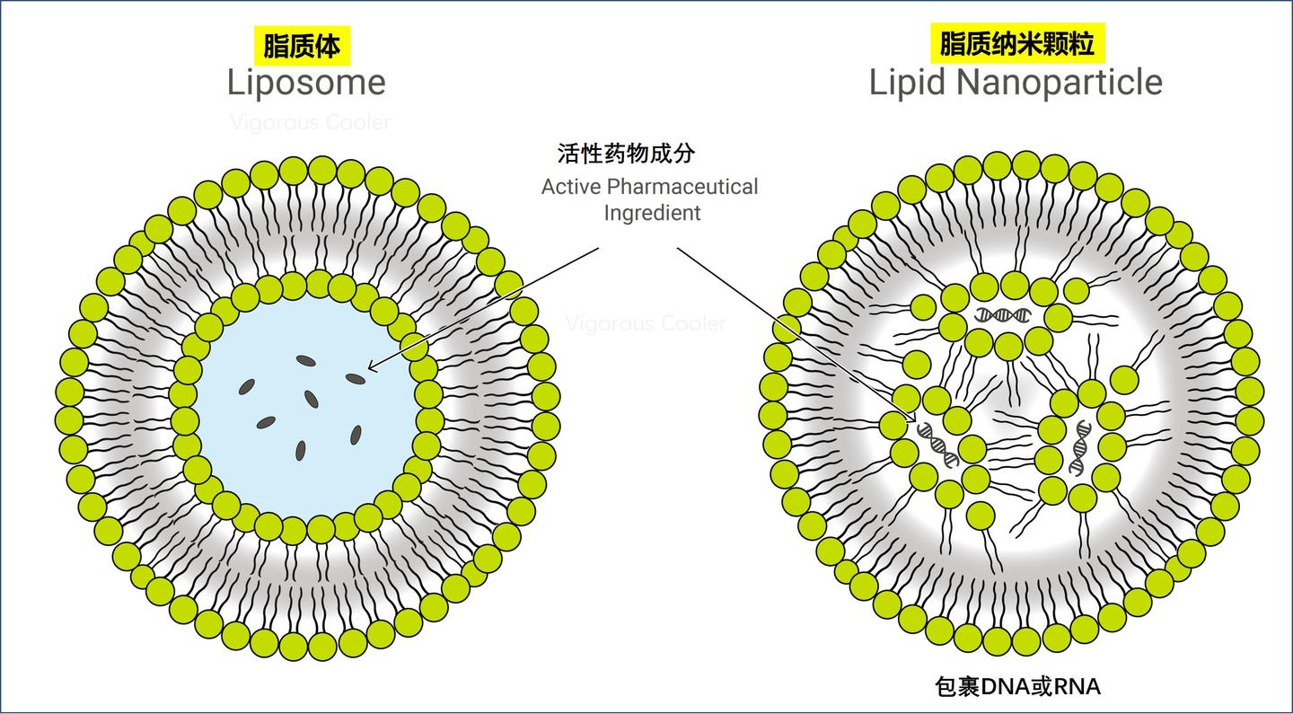新闻里说港大的核酸疫苗是怎么回事 知乎 新闻里说港大的核酸疫苗是怎么回事 知乎